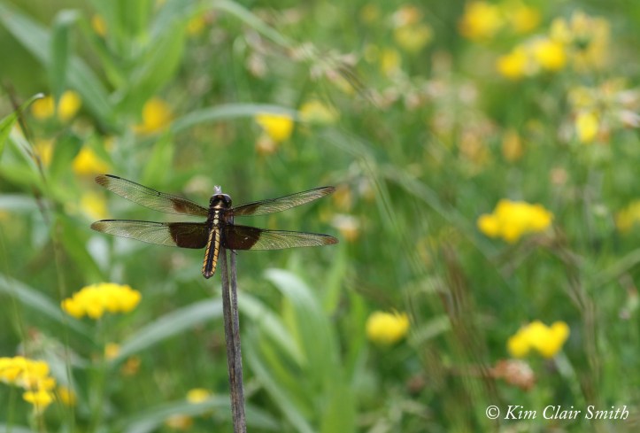 Widow skimmer