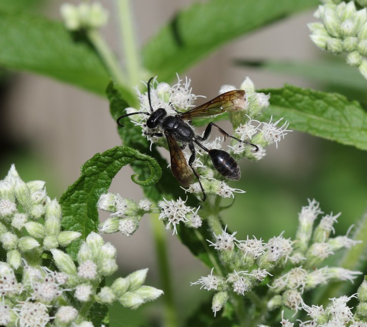 Grass-carrying Wasp - Isodontia mexicana