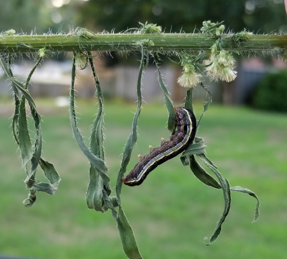 Yellow-striped armyworm moth caterpillar Aug 22 2018
