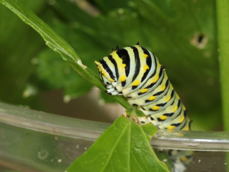 Black swallowtail caterpillar - blog
