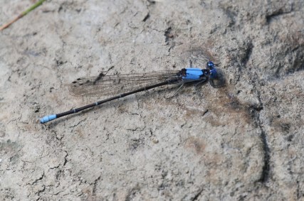 Blue-fronted dancer - blog