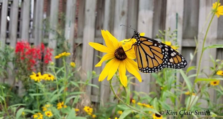 Male monarch released in my garden on 9-7-18 - blog