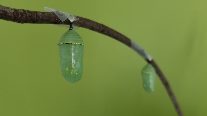 Monarch chrysalises 9-11-18 - blog