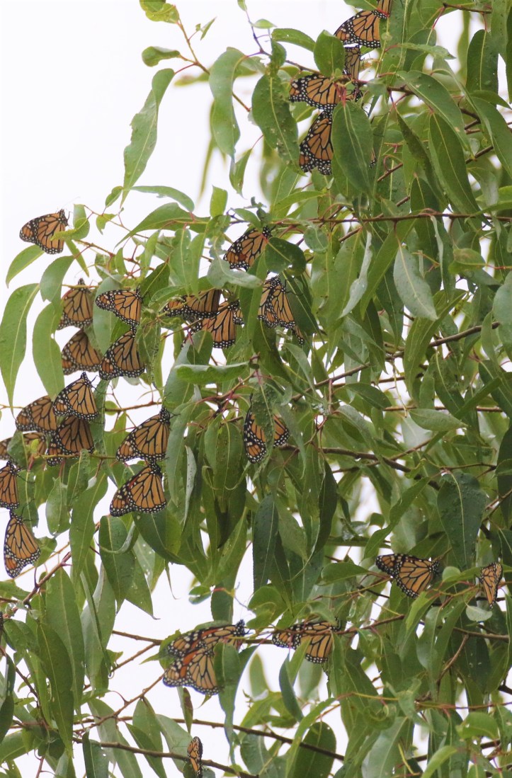 monarch migration at ONWR (13)