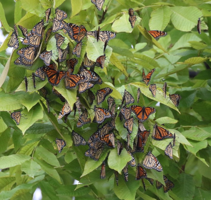 monarch migration at ONWR (4)