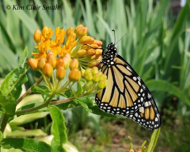 Monarch on butterfly weed in my yard - blog
