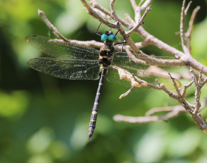 Wabash River Cruiser - Fulton County Record (2)
