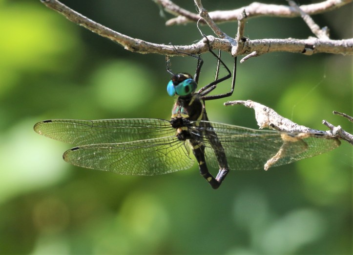Wabash River Cruiser transferring sperm packet
