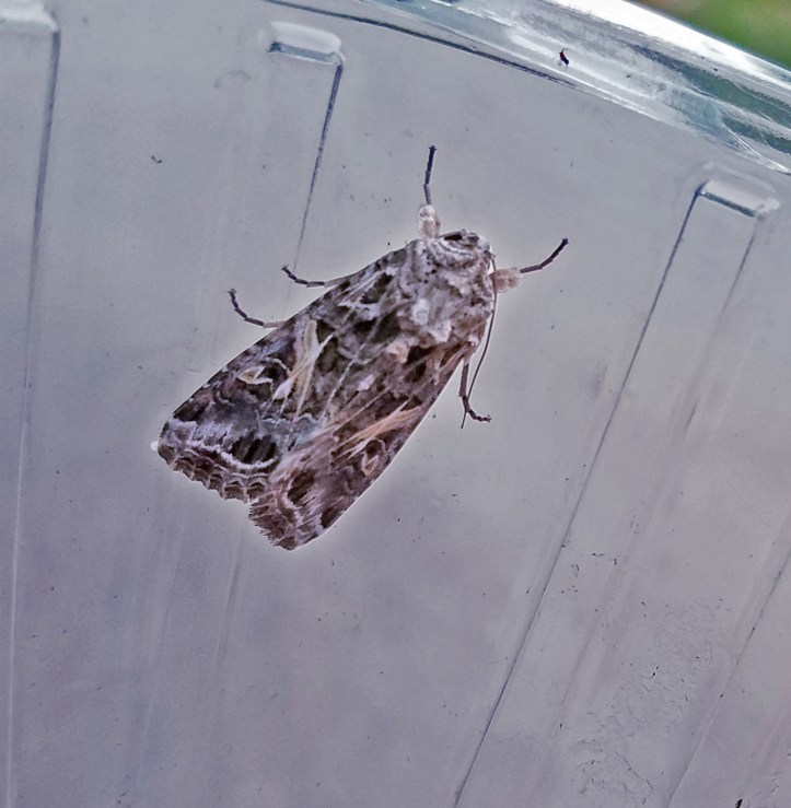 Yellow-striped armyworm moth - blog