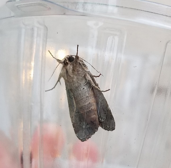 Yellow-striped armyworm - underside view - blog