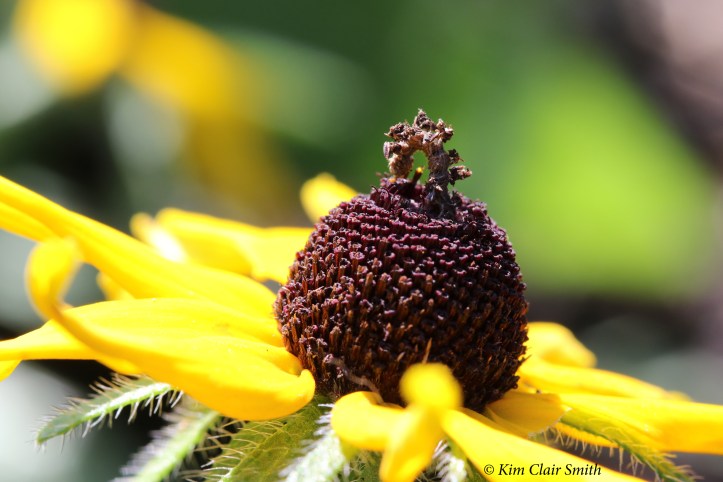 Camouflaged looper caterpillar - Wavy-lined emerald moth larva - synchlora aerata