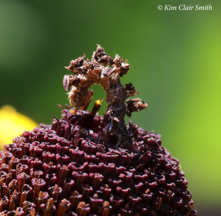 Camouflaged looper caterpillar - Wavy-lined emerald moth larva v2 close crop
