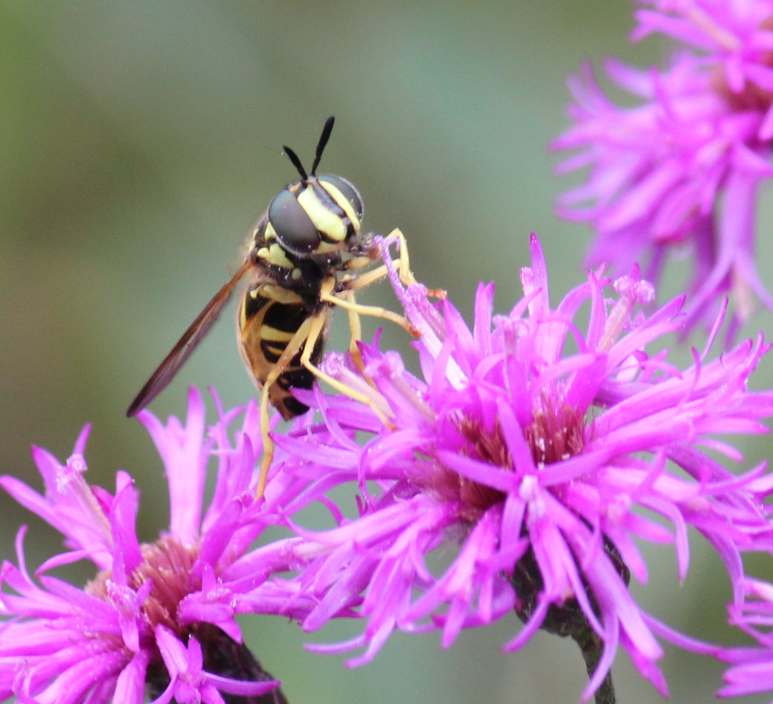Chrysotoxum sp of hover fly v2