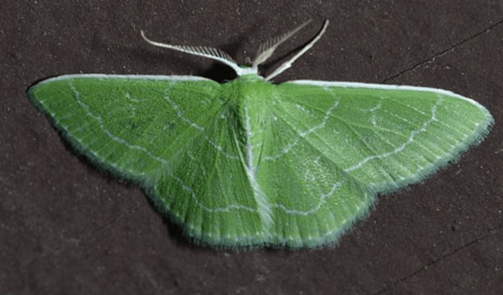 Wavy-lined emerald moth from WikiCommons
