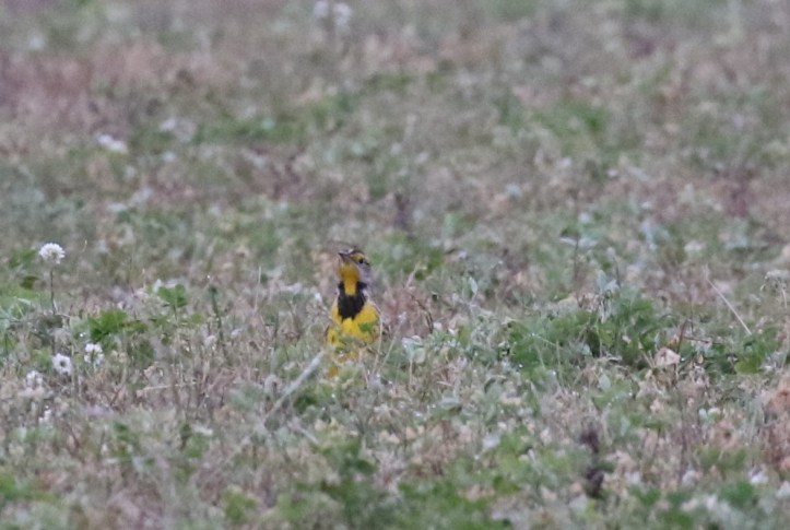 Eastern meadowlark in late October - Jackson County Michigan (6)