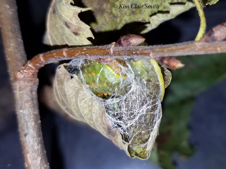 Polyphemus beginning cocoon 10-31-18 at 6 pm - blog