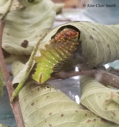 Polyphemus caterpillar turning brownish - blog