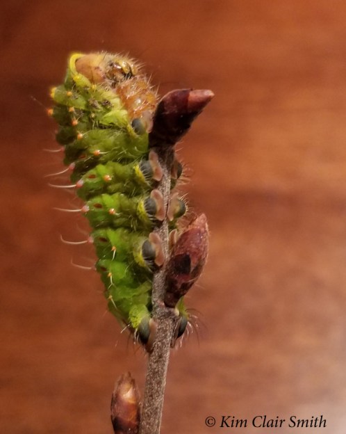 Polyphemus caterpillar's last photoshoot Oct 30 2018 - blog