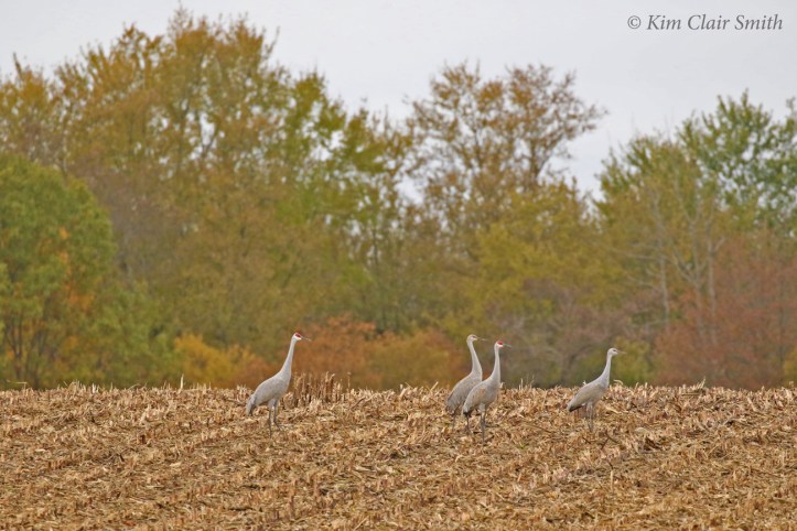 Sandhill cranes in corn field - blog