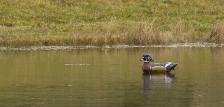 Wood duck decoy