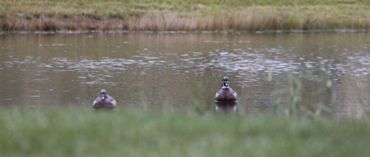 Wood ducks - obstructed first view