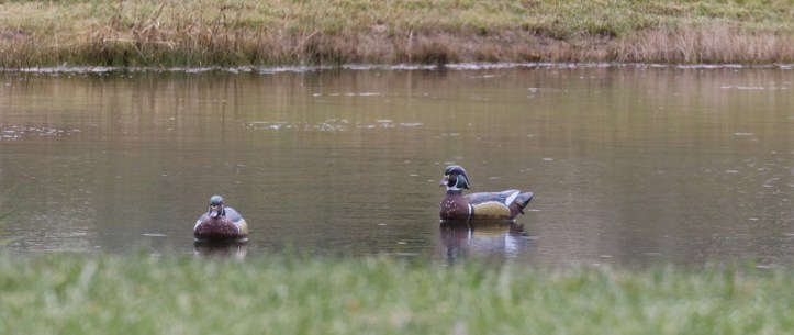 Wood ducks - slightly better view 2