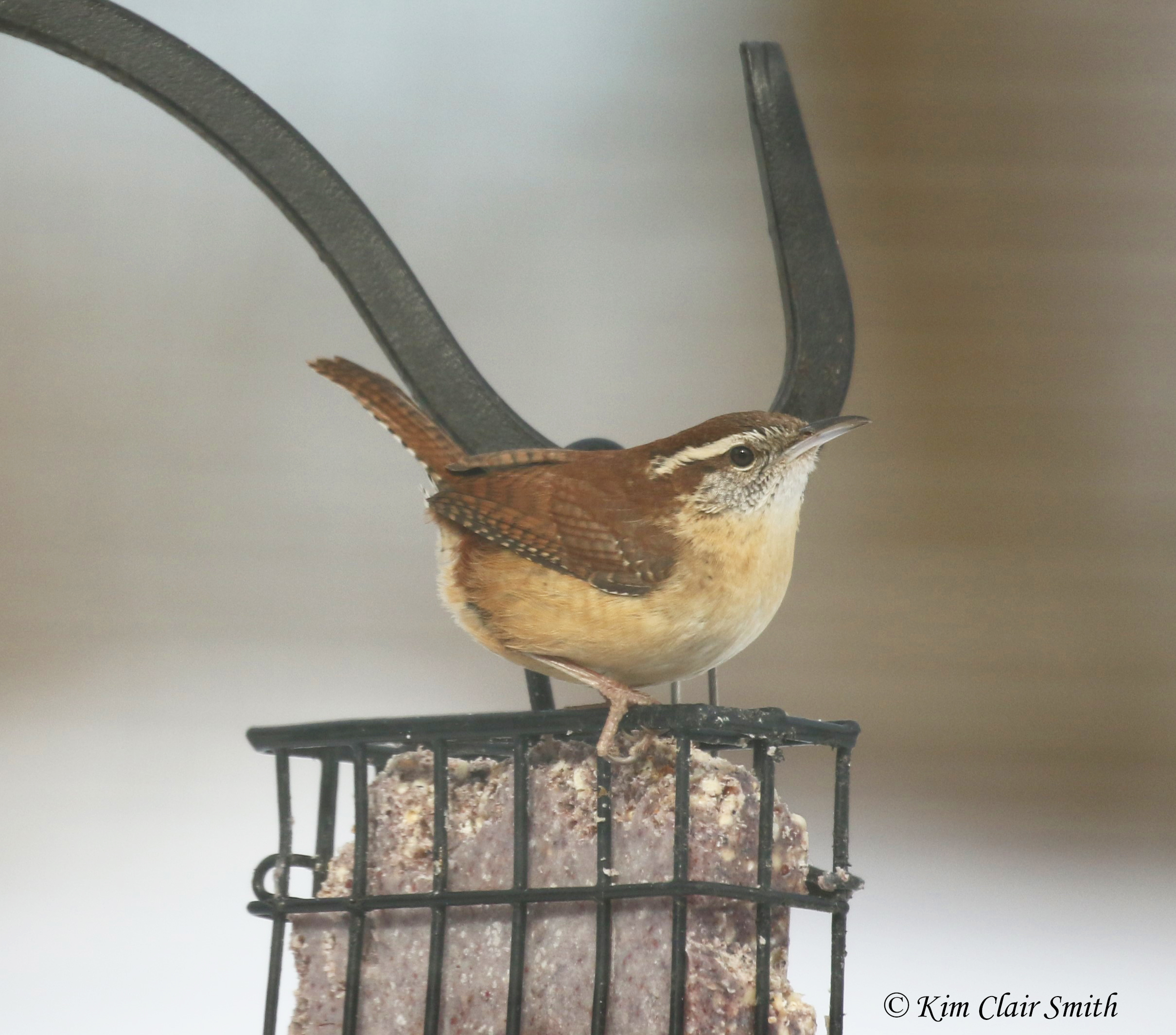 carolina wren on suet cropped w sig