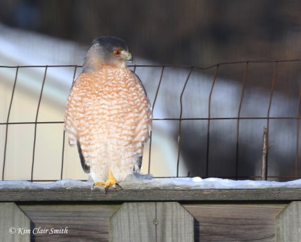 cooper's hawk on fence in my yard w sig