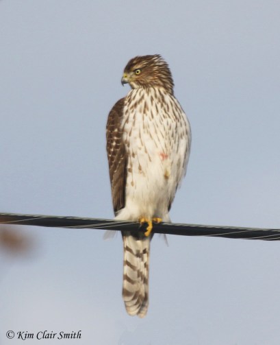 cooper's hawk w sig - my yard