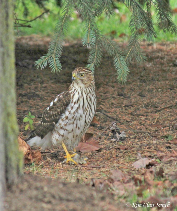 cooper's hawk with house sparrow prey w sig