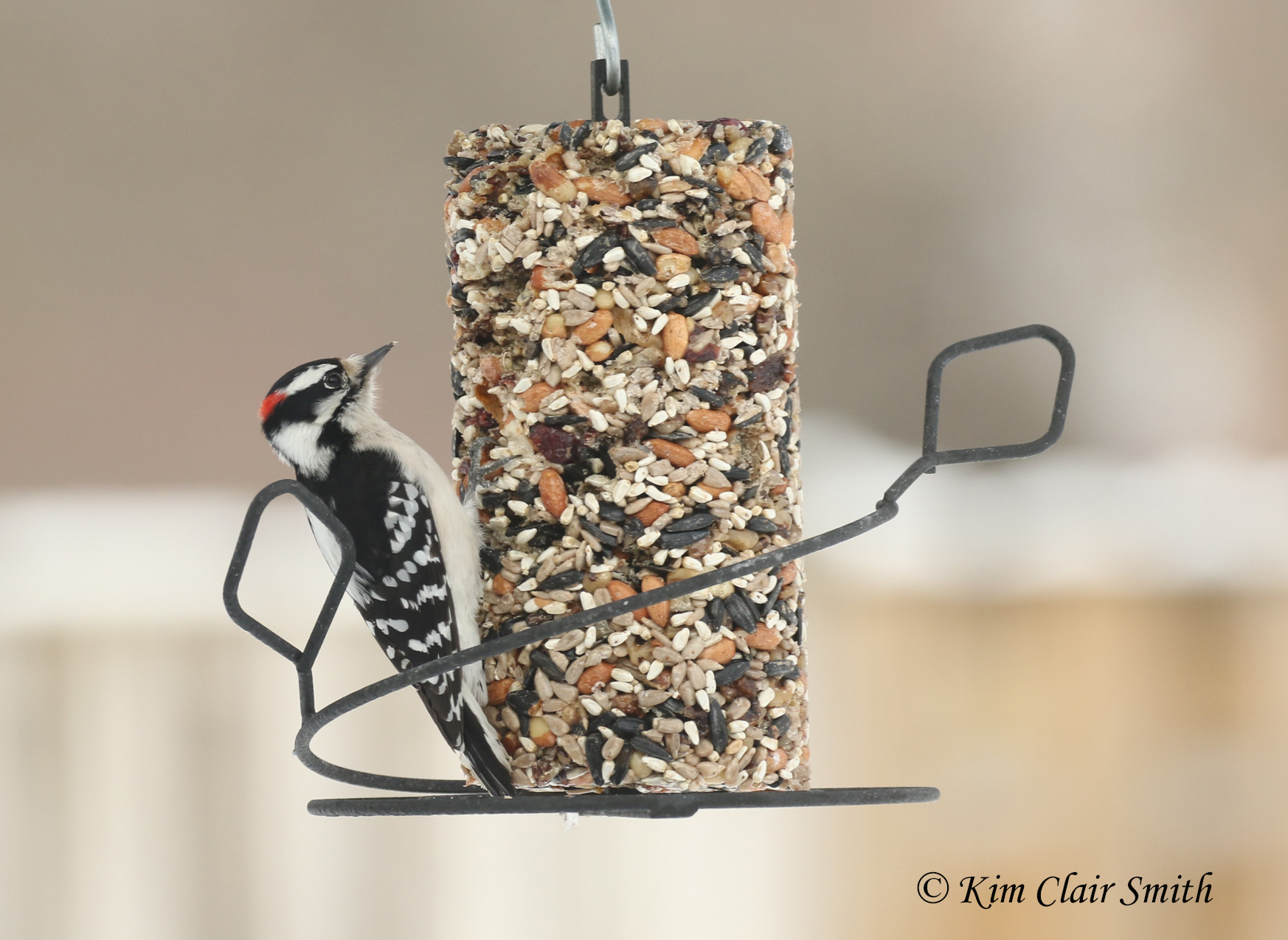 downy woodpecker on suet w sig