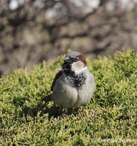 house sparrow on bush w sig