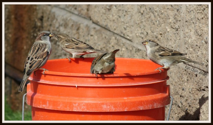house sparrows on orange bucket at dog park w sig