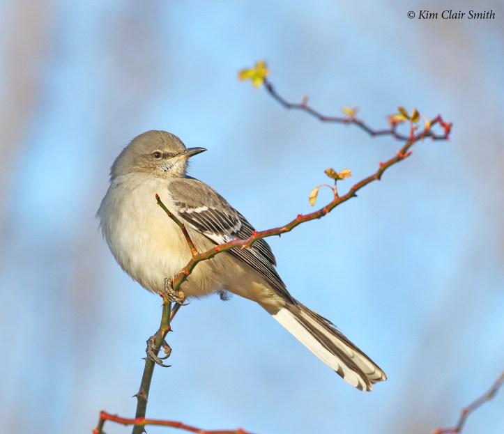 mockingbird on branch of multiflora rose w sig