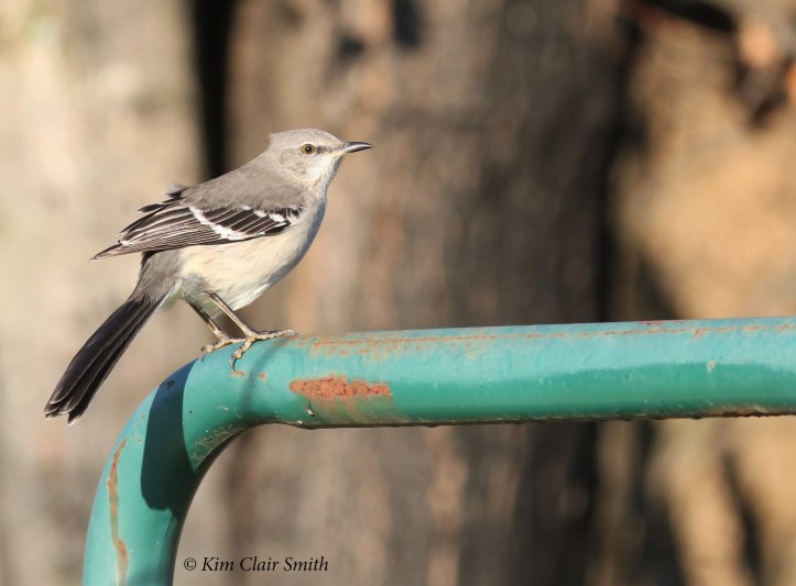 mockingbird on green gate w sig