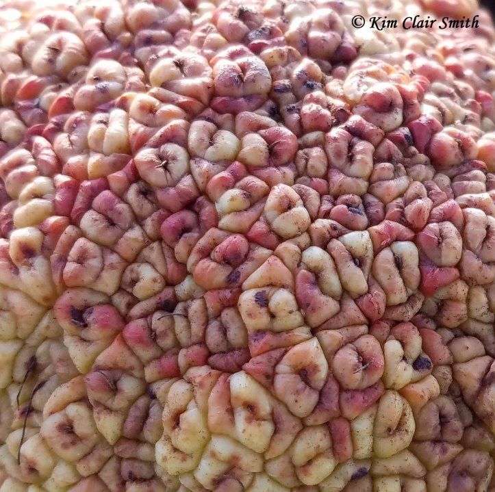 osage orange fruits close crop w sig