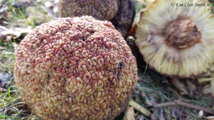 osage orange fruits v2 w sig