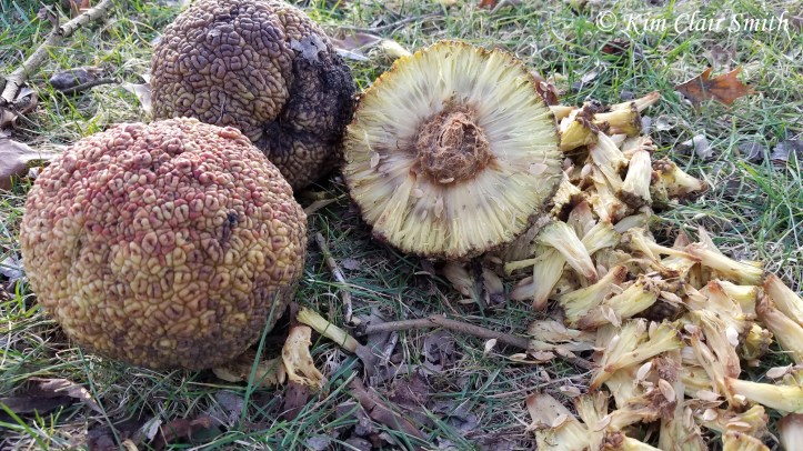 osage orange fruits w sig