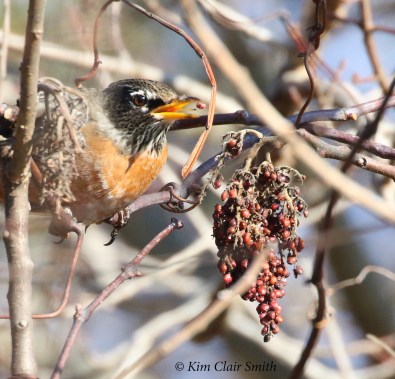 robin eating sumac fruits w sig