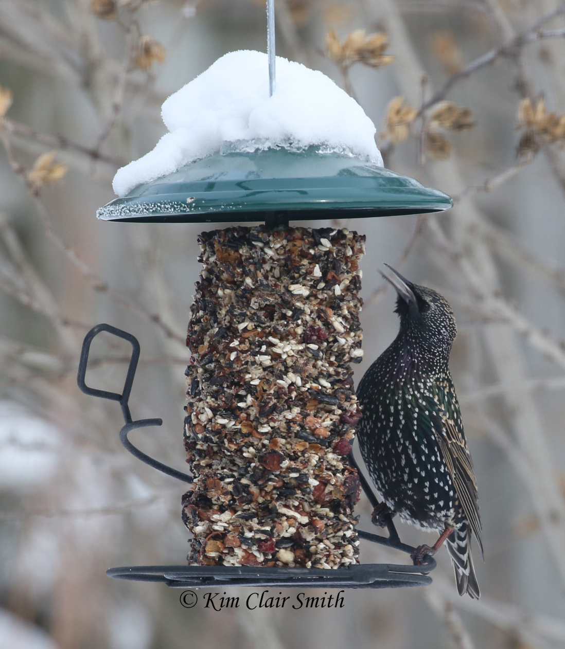 starling on feeder w sig