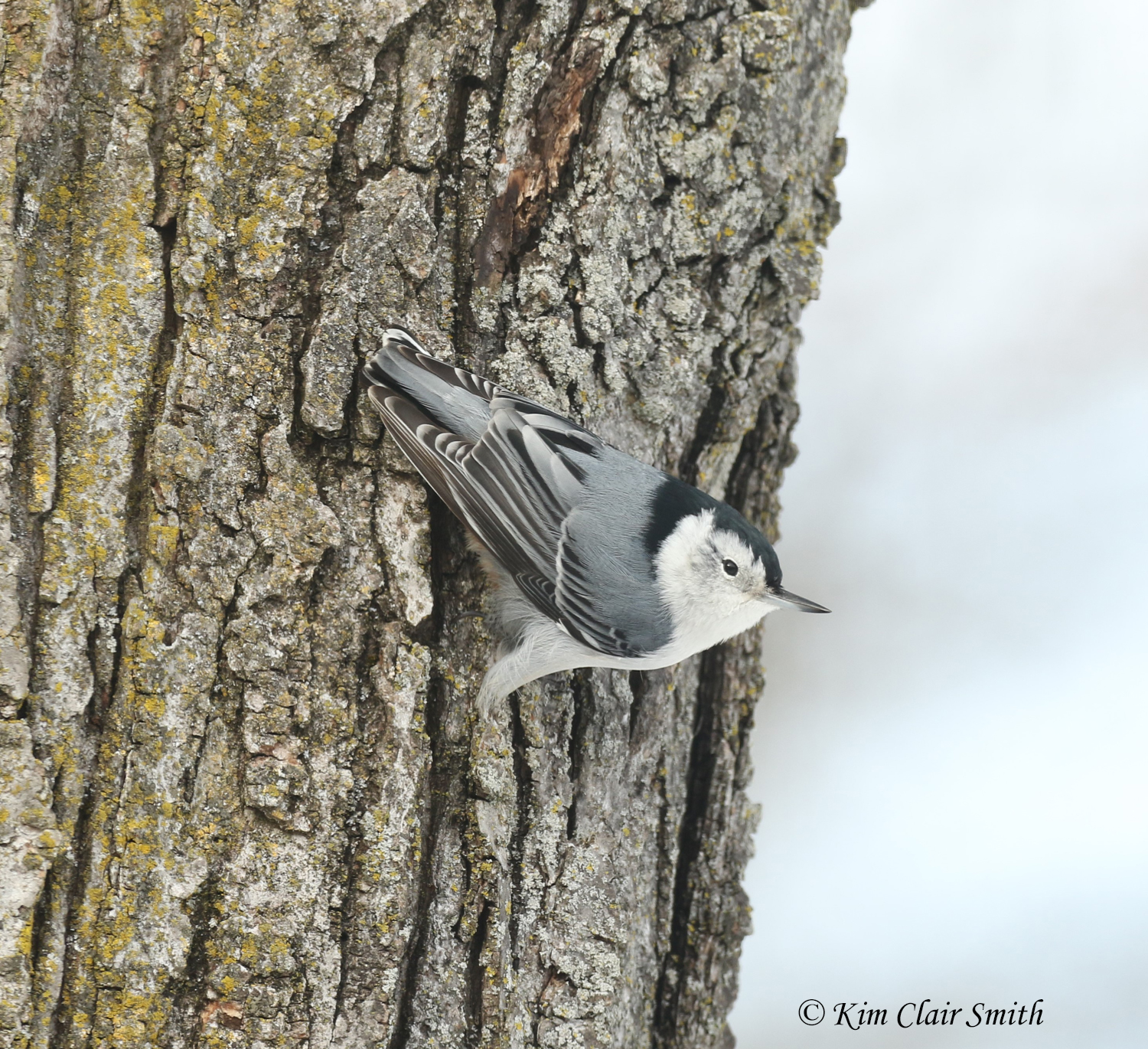 white-breasted nuthatch on tree w sig