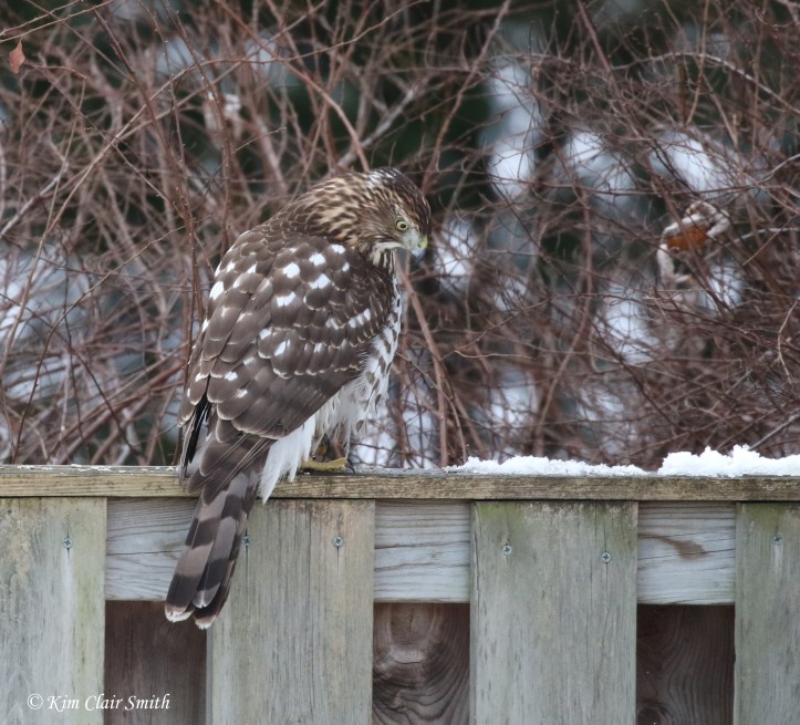 young cooper's hawk hunting on fence in my yard w sig v2