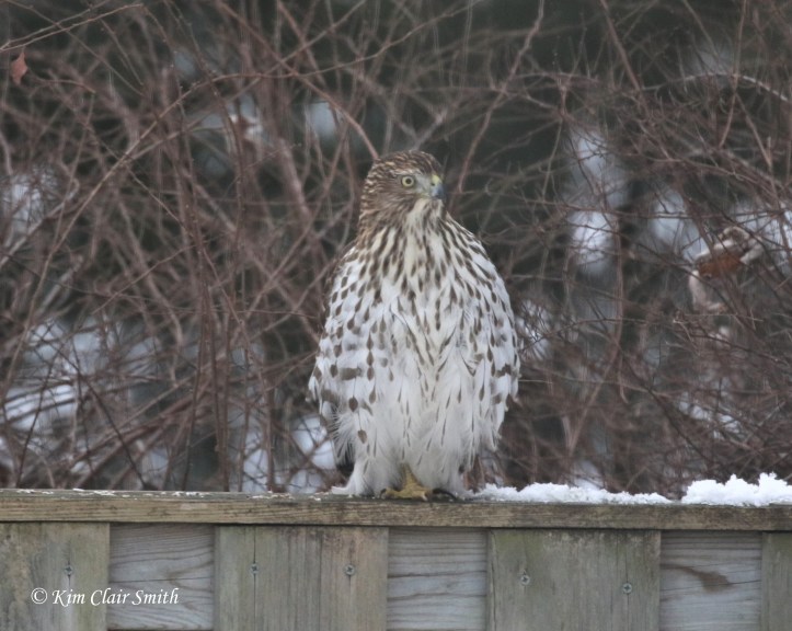 young cooper's hawk hunting on fence in my yard w sig v4