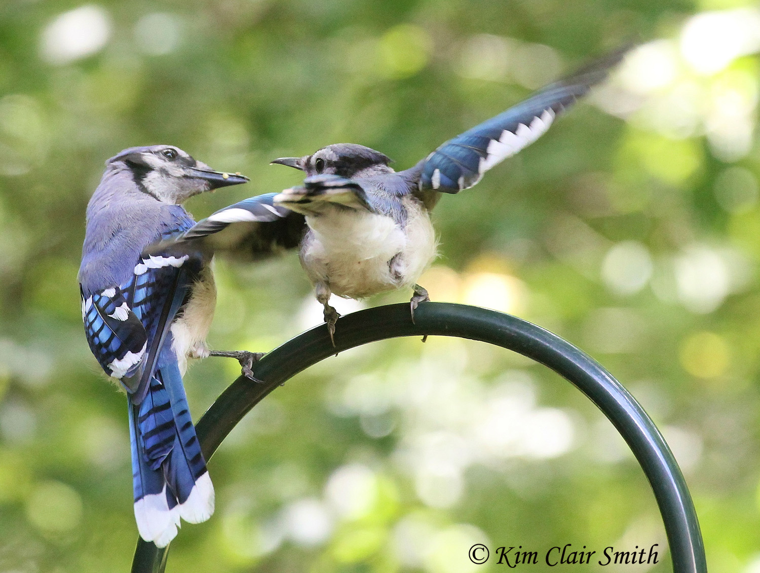 Blue Jay juvenile begging w sig