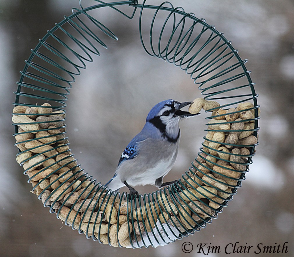 Blue Jay taking peanuts from wreath w sig.jpg
