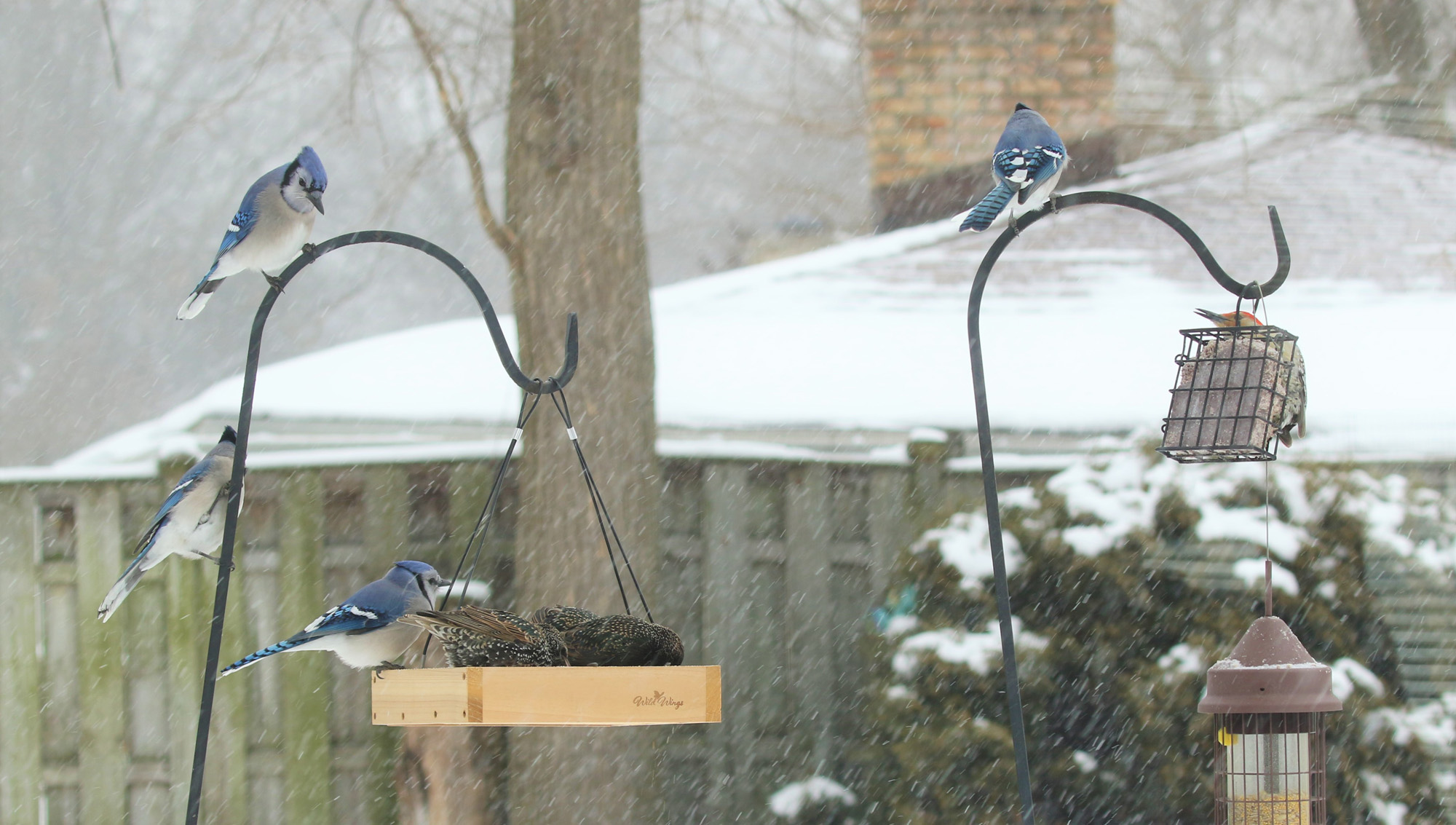 Blue jays and starlings on feeders in snow Jan 2019