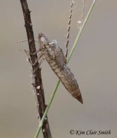 darner exuviae w sig KCS blog