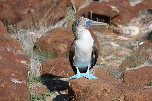 Blue-footed booby by Kathy Drouin on flickr
