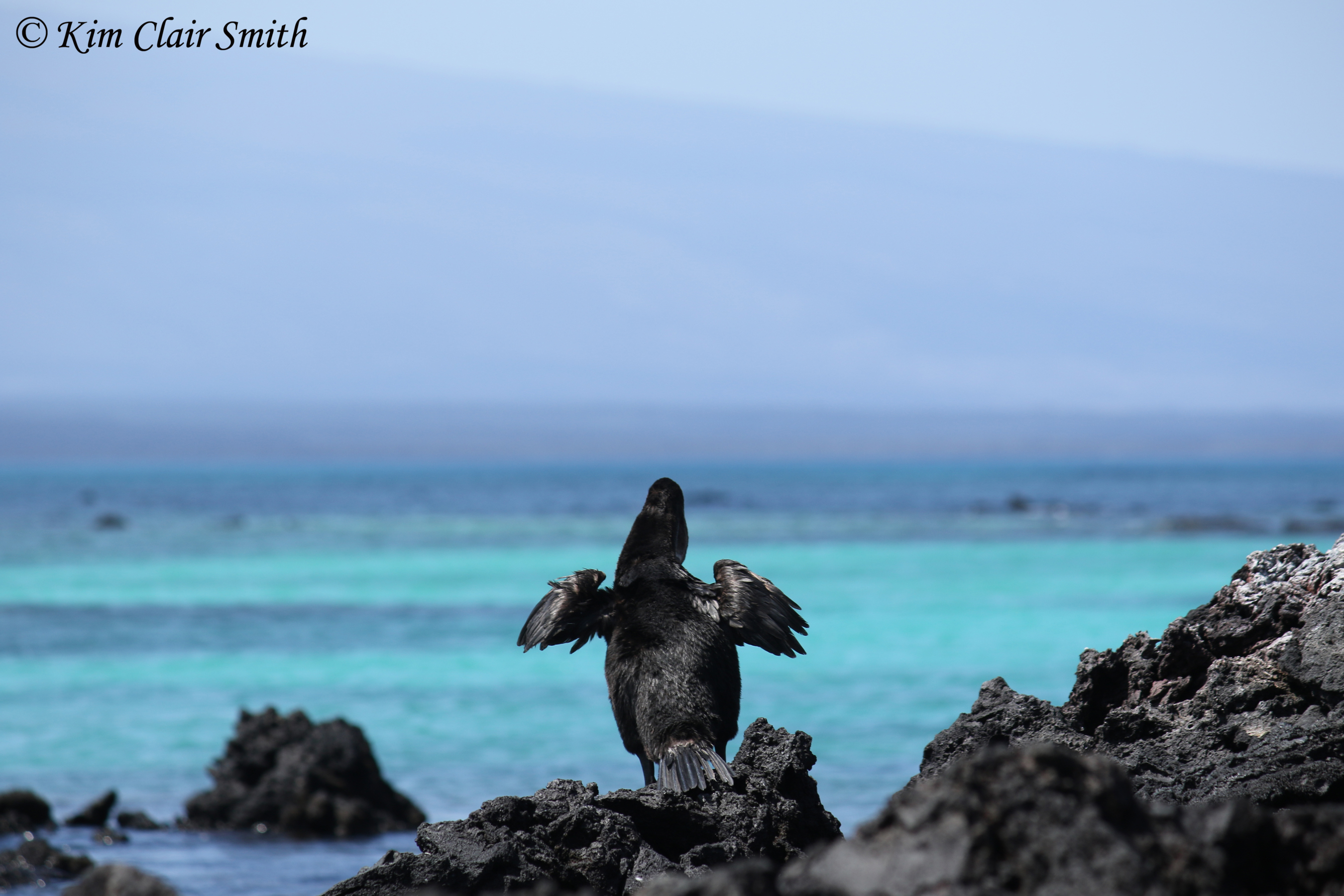 Flightless cormorant reduced file size w sig