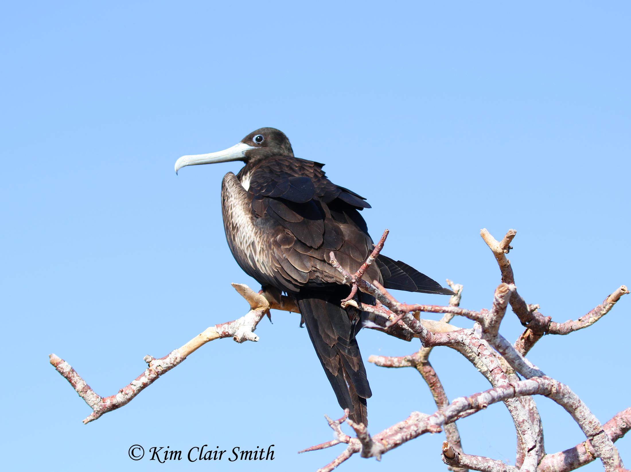 Magnificent frigatebird female w sig